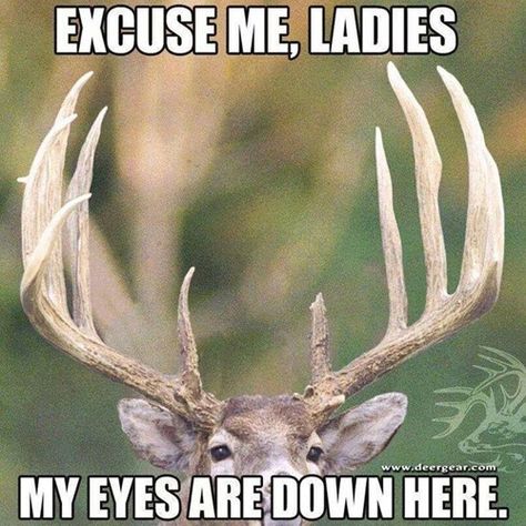 Excuse me, ladies, my eyes are down here Funny Hunting Pics, Deer Hunting Humor, Hunting Jokes, Hunting Quotes, Funny Deer, Hunting Humor, Hunting Life, Hunting Girls, And So It Begins