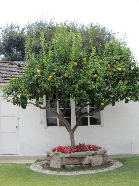 Lemon Tree In Front Yard, Lemon Tree In Garden, Lemon Tree In Backyard, Lemon Tree Landscaping, Lemon Tree Garden Landscapes, Lemon Trees Backyard, Lemon Tree Backyard, Fruit Trees Backyard Landscaping, Lemon Tree Garden