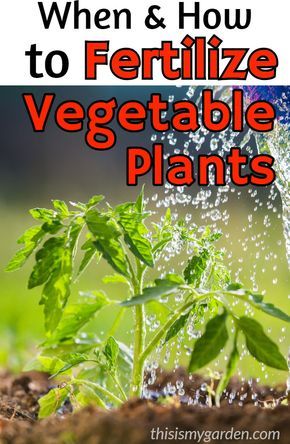 How Often To Fertilize Vegetable Garden, Organic Garden Fertilizer, Diy Miracle Grow Recipe For Vegetables, How To Fertilize Garden, When To Fertilize Vegetable Garden, Natural Fertilizer For Vegetable Garden, Diy Garden Fertilizer, Best Fertilizer For Vegetable Garden, Diy Fertilizer For Vegetable Garden