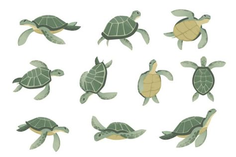 3,000+ Sea Turtle Illustrations, Royalty-Free Vector Graphics & Clip Art - iStock | Baby sea turtle, Sea turtle swimming, Sea turtle isolated Sea Turtle Cartoon, Cute Turtle Drawings, Turtle Cartoon, Sea Turtle Drawing, Sea Turtle Pictures, Cartoon Turtle, Turtle Drawing, Sea Illustration, Baby Sea Turtle