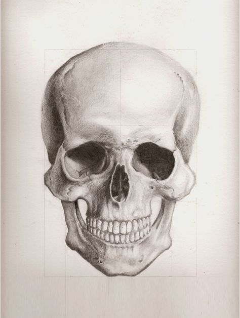 Human Skull Front View by enonemis1 on DeviantArt Skull Front Facing, Front Skull Drawing, Skull Front View Drawing, Human Skull Front View, Skeleton Front View, Skull Front View, Human Skull Drawing, Skull Anatomy, Skull Reference