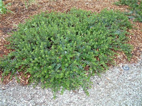 Plant photo of: Arctostaphylos uva-ursi ~ CA NATIVE GROUND COVER, 1" TALL ~ Kinnikinnick Plant, Fall Berries, Evergreen Groundcover, Dappled Sunlight, Uva Ursi, Broadleaf Evergreen, Studio Bed, Dog Urine, Native Plant Gardening