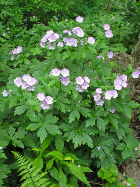 These adaptable native plants thrive in a variety of conditions and will provide flowers throughout the season Geranium Maculatum, Wild Geranium, Woodland Plants, Prairie Garden, Native Plant Gardening, Meadow Garden, Shade Perennials, Native Garden, Woodland Garden