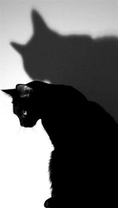 Z(#^.^#) Cat Shadow, A Black Cat, Cat Photography, Cat Boarding, White Cats, Alfred Hitchcock, Cat Aesthetic, The Shadow, Crazy Cat Lady