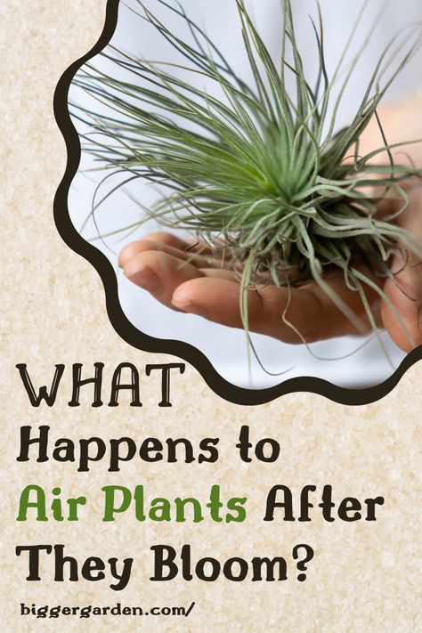 Uncover the truth about air plants and their blooming process in this informative guide. Learn whether air plants die after blooming and gain valuable insights into their care. Find out how to nurture these resilient plants and keep them healthy for years to come, even after they flower. Gardening Tips And Tricks, Large Air Plants, Plants Care, Air Plants Care, Big Garden, The Next Generation, Air Plants, Next Generation, Plant Care