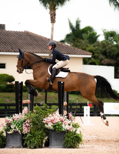 Winter Equestrian, Winter Equestrian Festival, Wellington Florida, Horse Show, Horse Jumping, Wellington, The Winter, Equestrian, Florida