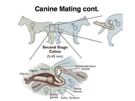 Why do dogs get stuck in the bitches after mating? - Quora Dog Heat Cycle, Dog Breeding Kennels, Puppy Room, Dog In Heat, Pregnant Dog, Spotted Dog, Human Body Systems, Diagram Design, Best Answer