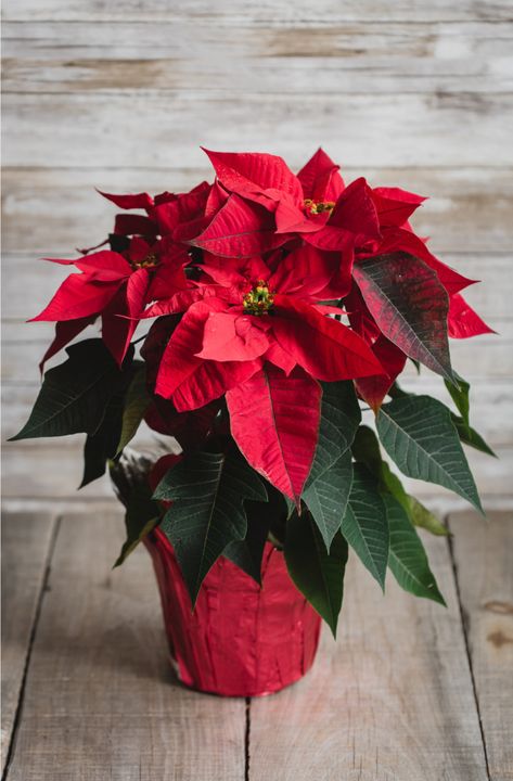 22 Things Everyone With A Poinsettia Plant Needs To Know Winter Flowering Plants, Poinsettia Leaves, Poinsettia Care, Poinsettia Plant, Christmas Plants, Winter Plants, Poinsettia Flower, Christmas Cactus, Christmas Poinsettia