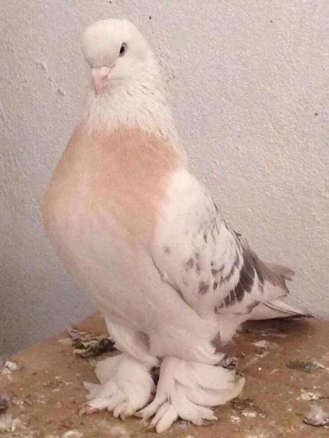 Partridge Photography, Fancy Pigeon, Pet Pigeon, Cute Pigeon, Pigeon Pictures, Pigeon Breeds, Interesting Animals, Pretty Animals, Silly Animals