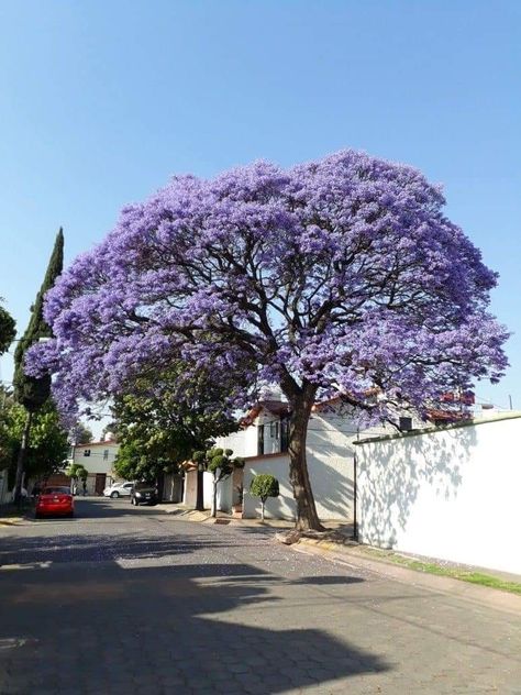 Jacaranda Tree Garden, In The Night Garden, Ideas Jardin, Garden Plot, The Night Garden, Home Styles Exterior, Jacaranda Tree, Seaside Garden, Garden Plots