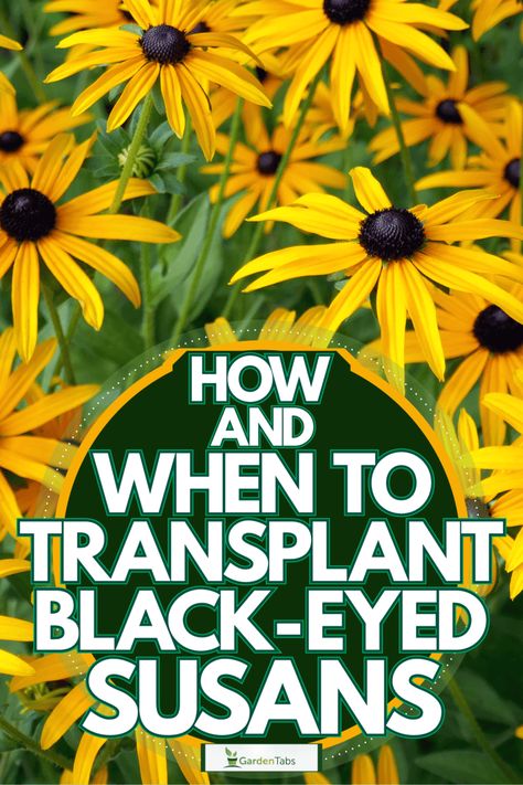 Black Eyed Susan In Containers, Black Eye Susans, What To Plant With Black Eyed Susans, Black Eyed Susans Landscaping, Landscaping With Black Eyed Susans, Planting Black Eyed Susans, Blackeyed Susans Flowers, Black Eye Susan Flowers, Black Eye Susan