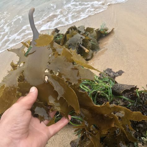 Golden Kelp: how to identify and collect edible seaweeds — Wild Plants, Foraging, Food, Art and Culture Coastal Foraging, Foraging Mushrooms, Sea Hag, Edible Seaweed, Forest Gardens, Flowers Recipes, Edible Flowers Recipes, Garden Hacks Diy, Food Storage Ideas