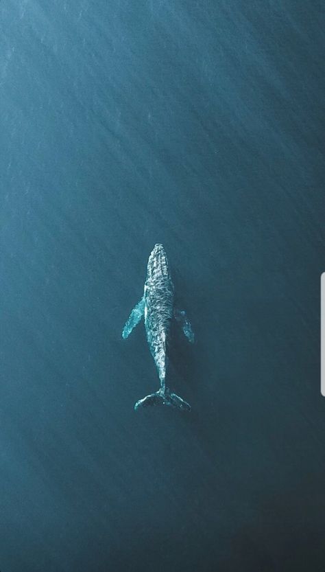 Whale Top View, 52hz Whale, Whale 52, Whale Wallpapers, Whale Aesthetic, Whale Photos, Whale Wallpaper, Water Aesthetic, Nail Drawing