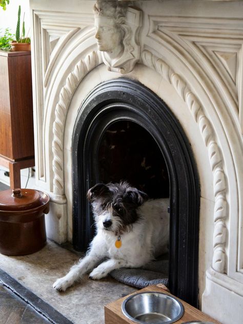 15 Pet Nooks and Built-Ins | HGTV