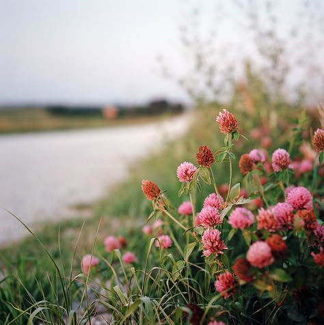 Wildflowers at the side of a road - often overlooked piece of loveliness. Foto Macro, Clover Flower, The Meadows, Flowers Nature, Flower Field, The Farm, 그림 그리기, Nature Beauty, Cottage Garden