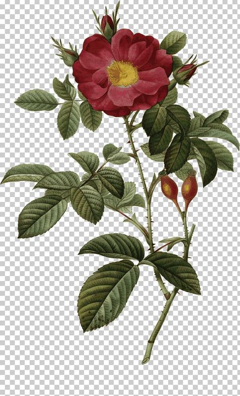 Rose Botanical Illustration, Peony Illustration, The Most Beautiful Flowers, Roses Png, Watercolor Flower Wreath, Mughal Art Paintings, Rose Flower Arrangements, Photo Elements, Rosa Damascena