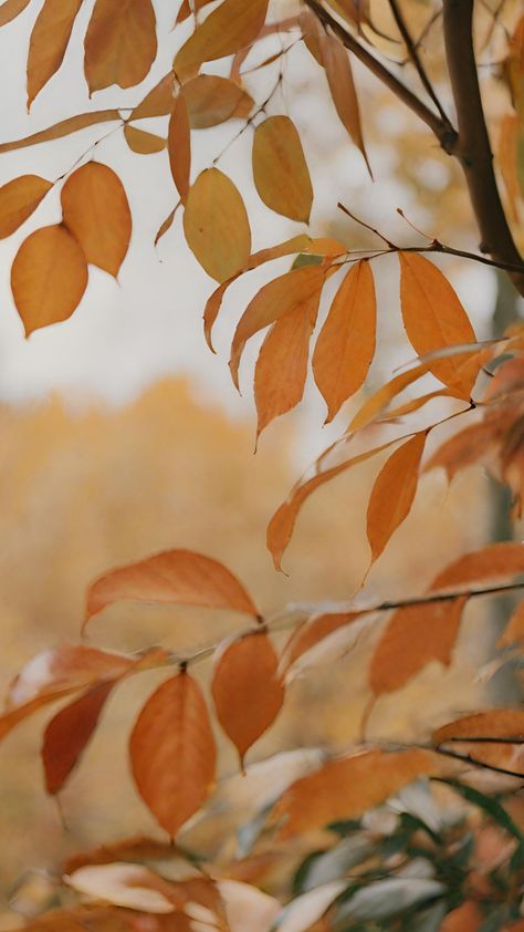 Simple yet Filmic art of Mobile phone wallpaper of autumn leaves on a tree branch. Mobile Phone Wallpaper, Fall Mood Board, Fall Mood, Beautiful Wallpaper, Photo Style, Leaf Wallpaper, Fall Wallpaper, Tree Branch, Photo Styling