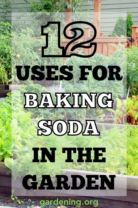 Baking Soda In The Garden, Benefits Of Baking Soda, Baking Soda Benefits, Baking Soda Water, Baking Soda Vinegar, Garden Remedies, Plant Benefits, Cleaning Tasks, Baking Soda Uses