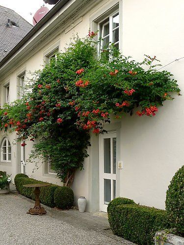 Flowering Campsis on a wall Vine Fence, Campsis Radicans, Exterior House Remodel, Trumpet Vine, Patio Inspiration, Pergola With Roof, Backyard Inspiration, Mediterranean Garden, Green City