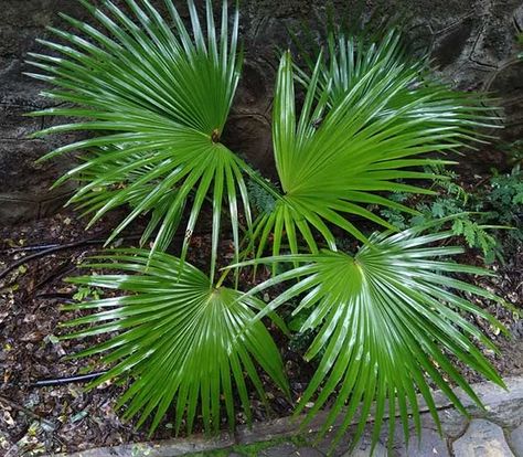 Growing Chinese Fan Palm (Livistona chinensis) - Garden Lovers Club Tropical Yard, Fan Palm Tree, Palm Tree Types, Livistona Chinensis, Chinese Fan Palm, Palm Trees Garden, Tropical Gardening, Florida Palm Trees, Potted Garden