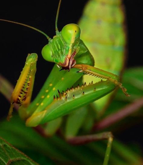 Pray Mantis, Weird Insects, Pet Spider, Bird People, Cool Bugs, Christmas Movies To Watch, Bug Art, Beautiful Bugs, Praying Mantis