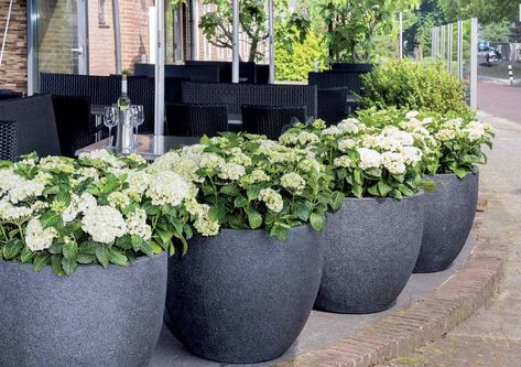 Potted hydrangeas: growing and care tips - Croix Chatelain Hydrangea Pots Planters, Potted Hydrangea Patio, Hydrangea In Planters, Hydrangea Container Garden, Growing Hydrangeas In Pots, Potted Hydrangea By Front Door, Hydrangea In Pots Planters, Hydrangeas In A Pot, Hydrangea Pot