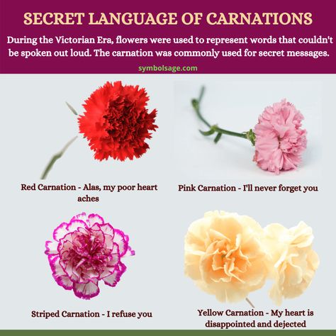 Carnation Color Meaning, Colored Carnation Tattoo, Carnation Flower Colors, Carnation Symbolism, Carnation Flower Meaning, Carnation Garden, Red Carnation Flower, Valentines Day Meaning, Carnations Flower