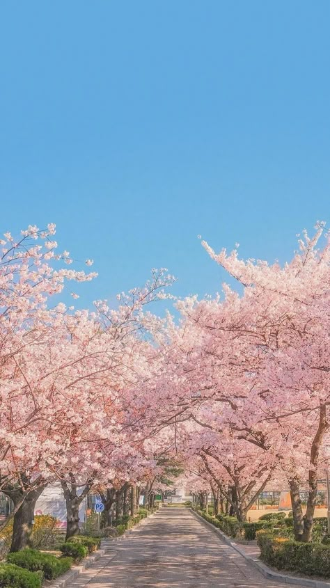 Korean Spring Aesthetic, Spring Aesthetic Wallpaper, Korean Vibes, Cherry Blossom Wallpaper, Korea Wallpaper, Dream Ideas, Pretty Landscapes, Japan Aesthetic, Pastel Pink Aesthetic