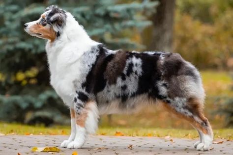 4 Australian Shepherd Haircuts & Grooming Guide (With Pictures) | Hepper Grooming Australian Shepherd, Mini Aussie Puppy, Merle Australian Shepherd, Australian Shepherd Blue Merle, American Shepherd, Dog Haircuts, Aussie Puppies, Grooming Style, Mini Aussie