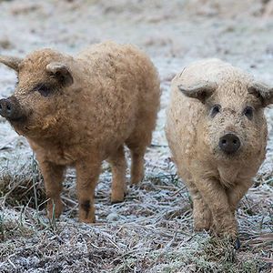 Mangalitsa Pig Wooly Pig, Mangalitsa Pig, Bizarre Animals, Pig Breeds, Animal Friends, Weird Animals, Wild Life, Unique Animals, Pet Parent