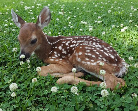 Deer Girl, Fawns Deer, Deer Photos, Deer Pictures, Deer Fawn, Mule Deer, Whitetail Deer, Oh Deer, Silly Animals