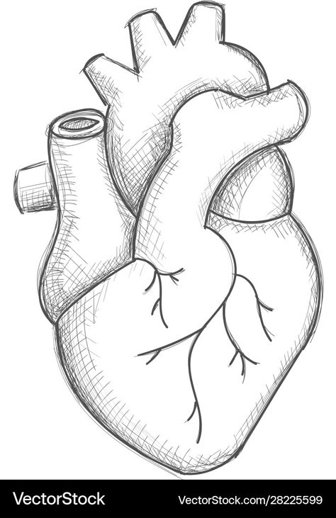 Human Heart Sketch, Heart Anatomy Drawing, Heart Pencil Drawing, Easy Heart Drawings, Anatomical Heart Drawing, Heart Sketches, Human Heart Drawing, Human Body Drawing, Whatsapp Wallpaper Cute