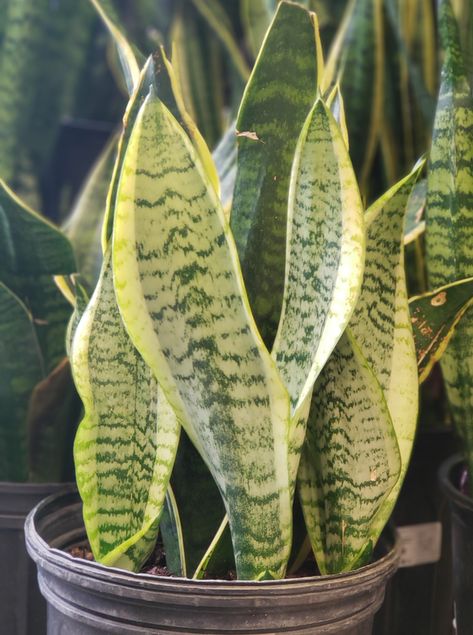 Plant of the week: Snake Plant Snake Plants are very tolerant plants. They can survive in various lighting conditions and can even tolerate drought. They have been proven to remove air toxins. Place you snake plant in indirect light, and water when soil is dry.    #MakeLifeBeautiful #HousePlant #CleanAirPlants #SnakePlant Air Cleaning Plants, Plant Lighting, All About Plants, Snake Plant, Plant Illustration, Cactus Plants, Soil, House Plants, Canning