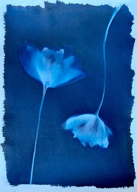 Size - This listing is for an original piece of art that measures 9x12 inches Design - This is an original and unique cyanotype of a tulip locally grown on a flower farm in Killingworth, CT. Tulips are one of my favorite flowers and they are a beautiful sign that spring has arrived.  Cyanotype is a very old process of creating an image without a camera. I paint light sensitive chemicals on to 140 lb watercolor paper and let it dry in a dark room. The tulip is placed on top of the paper and flatt Cyanotype Flowers, Blue Flower Background, Blue Flower Art, Cyanotype Process, A Dark Room, Blue Tulips, Light Blue Flowers, Nothing But Flowers, Tulip Flower