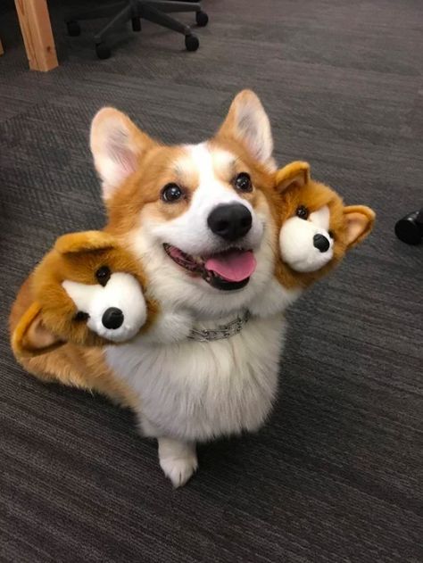 #corgilovers #corgicommunity #corgipuppies #corgi #corgis #welshcorgi #slippers Cute Corgi, Dog Costumes, Corgi Dog, Fete Halloween, Dog Memes, Cute Funny Animals, Animals And Pets, Funny Dogs, A Dog