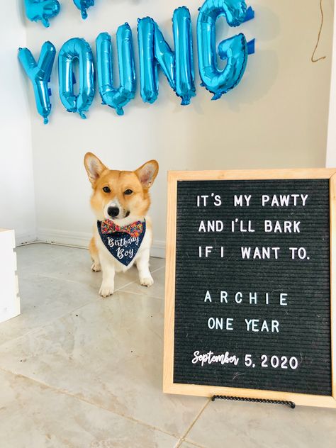 Corgi first birthday Dogs First Birthday Ideas, Birthday Letter Board, Dog First Birthday, Birthday Letter, Birthday Dog, Dog Birthday Party, Birthday Letters, Dog Boarding, Birthday Sign