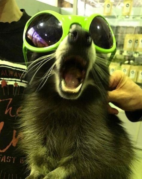 Racoon, Sunglasses, Green