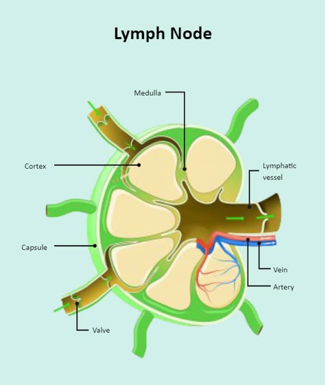 Lymph Node Labeled Lymph Nodes Anatomy, Biomedical Illustration, Science Diagram, Rough Drawing, Science Diagrams, Lymph Node, Notes Stickers, Nose Reshaping, Yoga Information