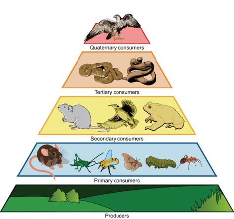 An example of an ecological pyramid Ocean Food Web, Ecological Pyramid, Trophic Level, Science Anchor Charts, Black Goku, Earth And Space Science, Science Projects For Kids, Marine Ecosystem, Food Web