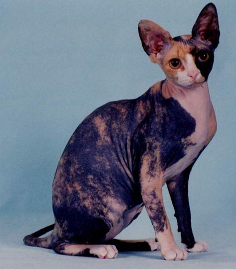 Calico Sphynx - Looks almost like my Phoenix! I love her! Calico Sphynx Cat, Syphnx Cats, Naked Cat, Sphynx Kittens For Sale, Sphynx Cat With Hair, Sphynx Cat Calico, Cat Calico, Elf Cat, Sphinx Cats