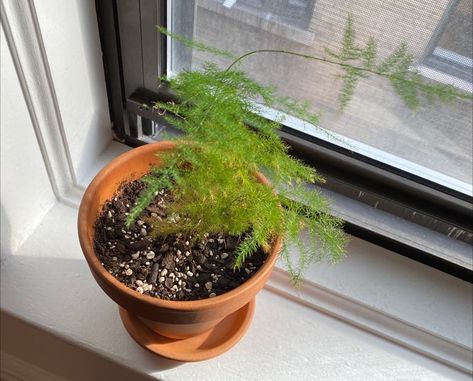 What Should I Do When Asparagus Fern Leaves Turn Yellow? 💛 Arrowhead Plant, Root Structure, Asparagus Fern, Fern Leaves, Liquid Fertilizer, Replant, Climbing Plants, Yellow Leaves, Companion Planting