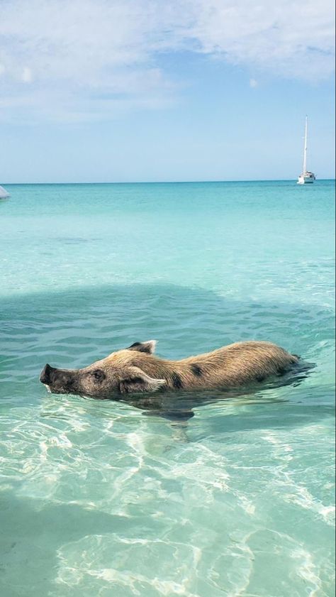 Bahamas Shark Swimming, Bahamas Aesthetic, Swimming With Pigs, Pig Beach, Exuma Bahamas, Single Travel, Bahamas Travel, Bahamas Vacation, Bahamas Cruise