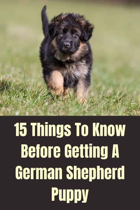 German Shepherd Puppy Essentials, Golden Retriever German Shepherd Cross, German Shepherd Poodle Mix, Puppy Planning, Miniature German Shepherd, Small German Shepherd, Shepherd Quotes, German Shepherd Mix Puppies, Dog Goals