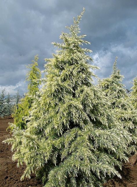 Amazon.com : Deep Cove Deodar Cedar- White New Growth Turns Golden Later in The Season 1 - Year Live Plant : Patio, Lawn & Garden Deodar Cedar, Plant Patio, Big Yard, New Growth, Live Plants, Lawn Garden, Season 1, 1 Year, Lawn