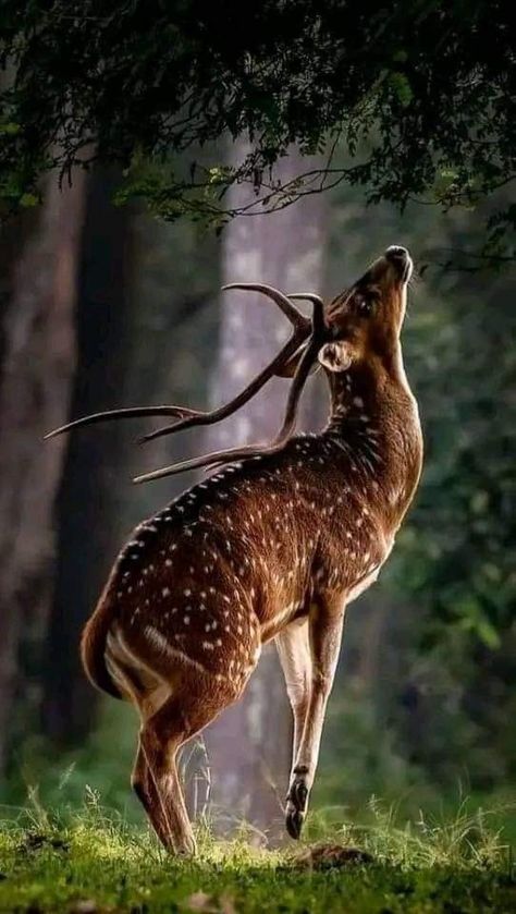 Deer Photos, Deer Pictures, Deer Art, Most Beautiful Animals, Pretty Animals, Majestic Animals, Arte Inspo, A Deer, Wildlife Animals