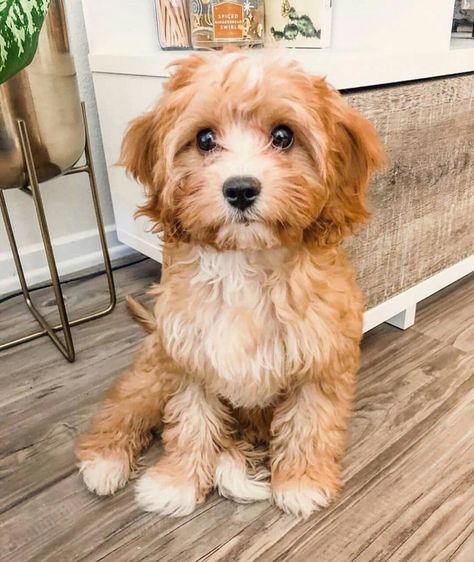 Top 7 Low Energy Hypoallergenic Dogs That Don't Shed 10 Cairn Terriers, Cavapoo Puppies, Super Cute Puppies, Hypoallergenic Dogs, Cute Dog Pictures, Really Cute Dogs, Cute Little Puppies, Blue Heeler