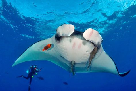 8 Fascinating Facts About Giant Manta Rays - Free The Ocean Giant Manta Ray, Largest Great White Shark, Giant Manta, Weird Sea Creatures, Manta Rays, Beautiful Sea Creatures, Marine Fish, Manta Ray, Fascinating Facts