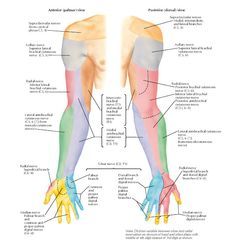 Cutaneous Innervation of Upper Limb Anatomy   Anterior (palmar) view Posterior (dorsal) view, Supraclavicular nerves (from cervical plexu... Upper Limb Anatomy, Axillary Nerve, Nerve Anatomy, Drawing Arms, Radial Nerve, Ulnar Nerve, Sensory Nerves, Median Nerve, Peripheral Nerve