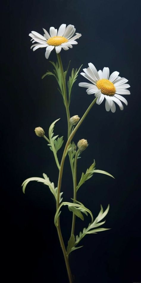 Pretty Flowers Photography, Chamomile Plant, Flowers Photography Wallpaper, Crazy Wallpaper, Flower Art Drawing, Photo Art Frame, Modern Flower Arrangements, Plant Photography, Watercolor Flower Art