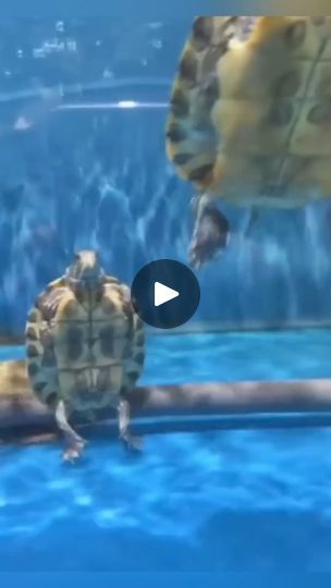 Turtles Videos, Funny Turtle Videos, I Like Turtles Kid Video, Turtle On Skateboard Video, Redear Slider Turtle, Turtle Aquarium, Turtles Funny, Water Life, Amphibians